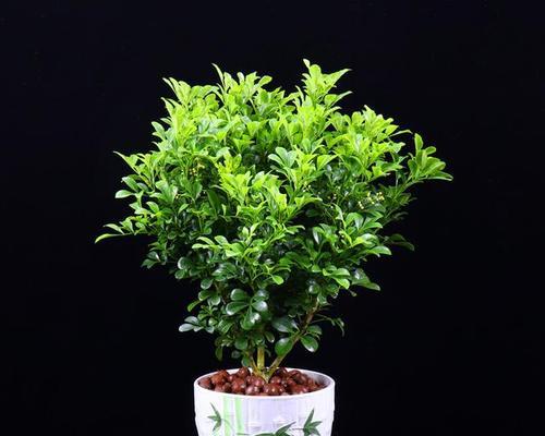 米兰可以种在院子里吗？院子里种植米兰的注意事项是什么？