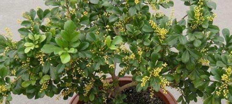 米兰可以种在院子里吗？院子里种植米兰的注意事项是什么？