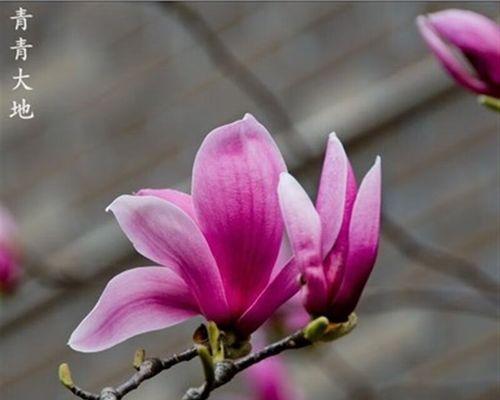 紫玉兰——秀雅坚韧之花（以紫玉兰花的寓意诠释坚韧与美丽）