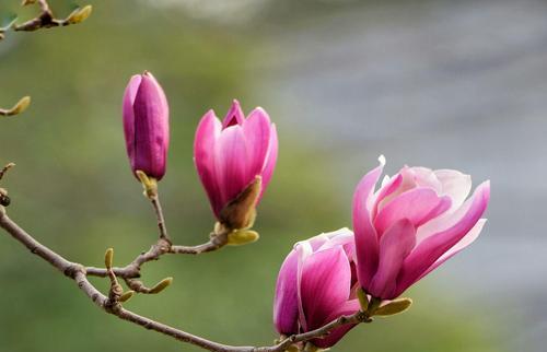 紫玉兰——秀雅坚韧之花（以紫玉兰花的寓意诠释坚韧与美丽）