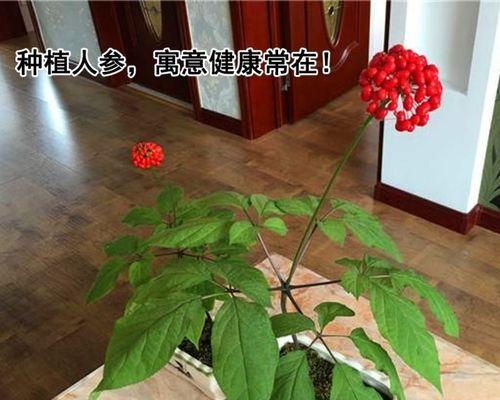 人参种子是怎么来的?种植人参需要了解的种子知识? 人参种子是怎么来的?种植人参需要了解的种子知识?