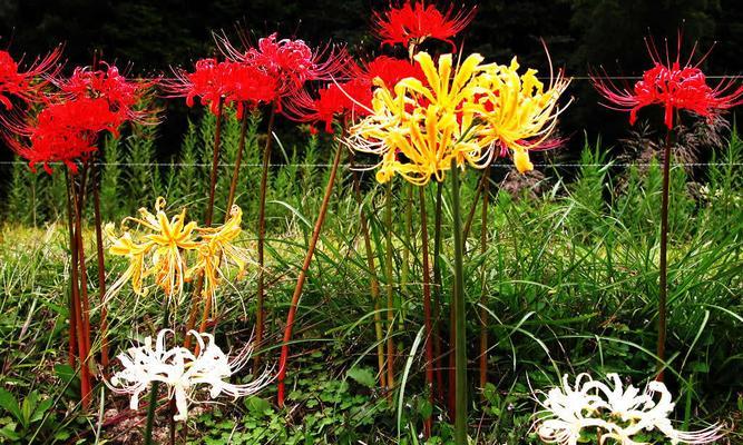 曼陀罗华花语之秘密花开（探寻曼陀罗华的意义与魅力）