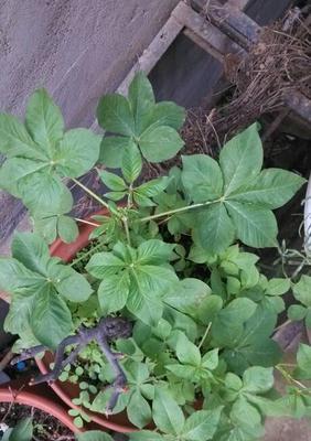 人参种子是怎么来的?种植人参需要了解的种子知识? 人参种子是怎么来的?种植人参需要了解的种子知识?