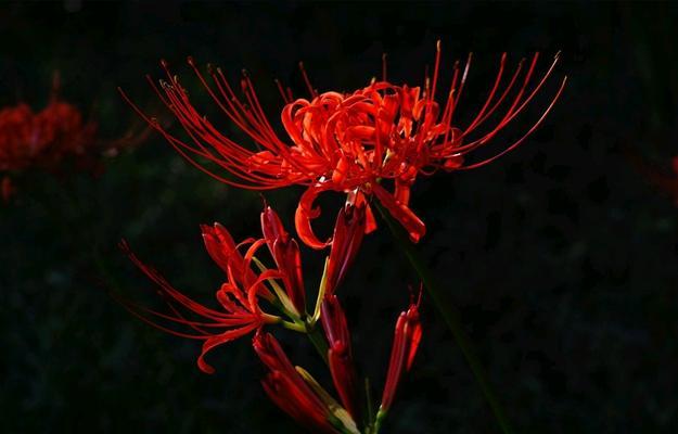 曼陀罗华花语之秘密花开（探寻曼陀罗华的意义与魅力）