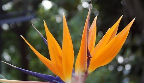 天堂鸟的花语（绽放的自由与渴望）