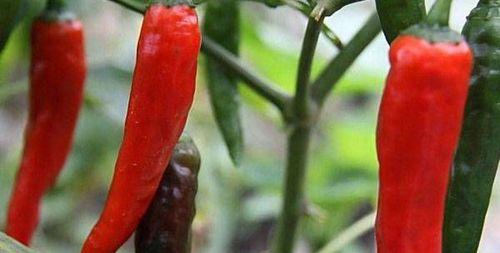 辣椒种子怎么种植方法？步骤和注意事项是什么？