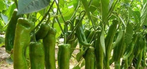 辣椒种子怎么种植方法？步骤和注意事项是什么？