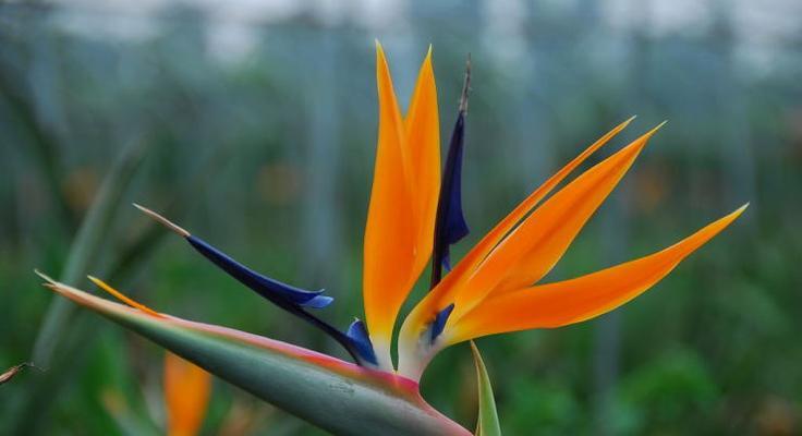 天堂鸟的花语（绽放的自由与渴望）