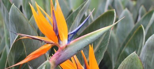 天堂鸟的花语（绽放的自由与渴望）