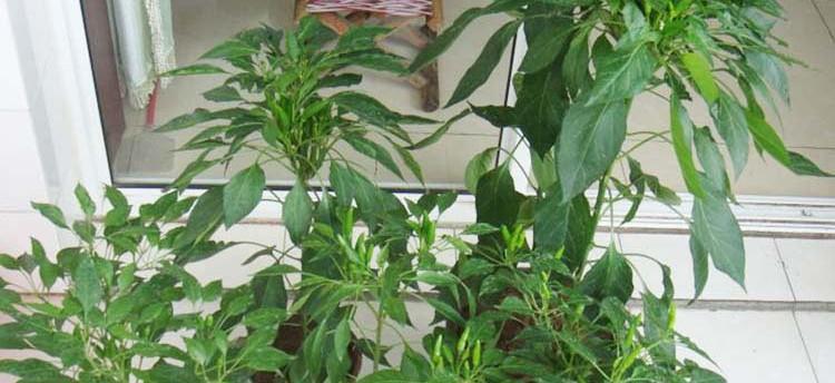 辣椒种子怎么种植方法？步骤和注意事项是什么？