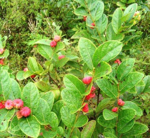 大戟科植物的特征与特性（探索大戟科植物的独特之处）