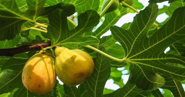 无花果从坐果到成熟需要多长时间？如何判断成熟度？