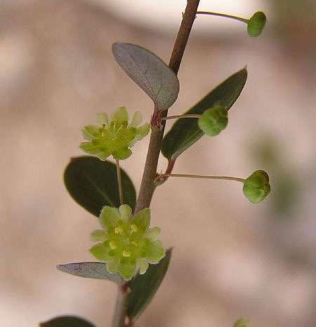 大戟科植物的特征与特性（探索大戟科植物的独特之处）