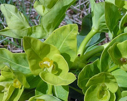 大戟科植物的特征与特性（探索大戟科植物的独特之处）