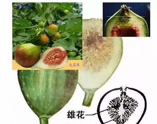 无花果从坐果到成熟需要多长时间？如何判断成熟度？
