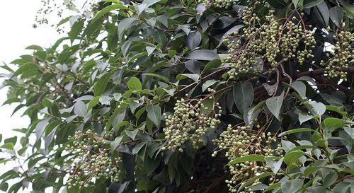 大叶女贞的风水寓意与摆放位置（解读大叶女贞的风水意义与正确摆放位置）