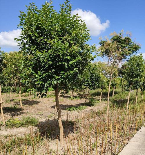 大叶女贞的风水寓意与摆放位置（解读大叶女贞的风水意义与正确摆放位置）