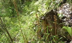 天麻通常生长在哪些地区?如何辨别野生天麻?