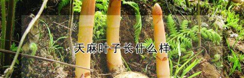 天麻通常生长在哪些地区？如何辨别野生天麻？