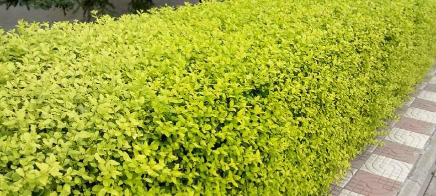 大叶女贞的风水寓意与摆放位置（解读大叶女贞的风水意义与正确摆放位置）