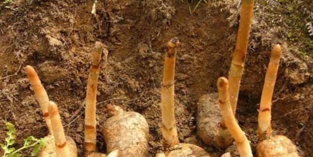 天麻通常生长在哪些地区？如何辨别野生天麻？