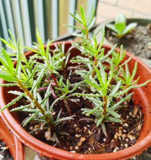 太阳花可以扦插吗？如何正确进行太阳花扦插？