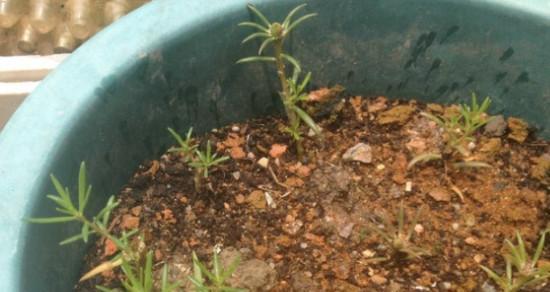 太阳花可以扦插吗？如何正确进行太阳花扦插？