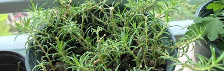 太阳花可以扦插吗？如何正确进行太阳花扦插？