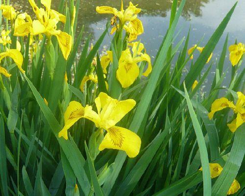 以百合花代表新生（百合花的美丽与新生之象征）