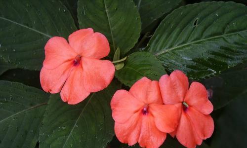 以百合花代表新生（百合花的美丽与新生之象征）