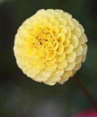 以百合花代表新生（百合花的美丽与新生之象征）