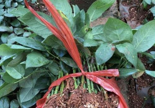 泡香菇的水浇花好吗？对植物生长有影响吗？