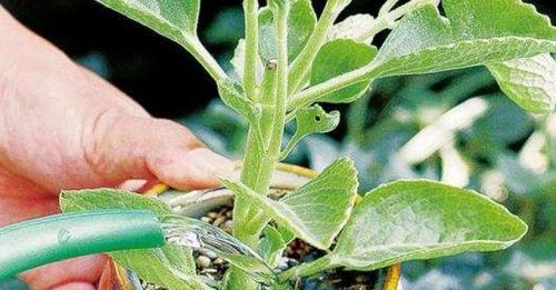 泡香菇的水浇花好吗？对植物生长有影响吗？