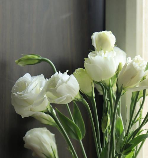 洋桔梗花语与寓意（传递清纯与祝福的白色洋桔梗）