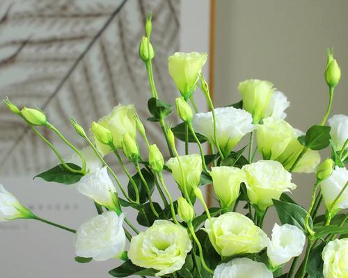 洋桔梗花语与寓意（传递清纯与祝福的白色洋桔梗）