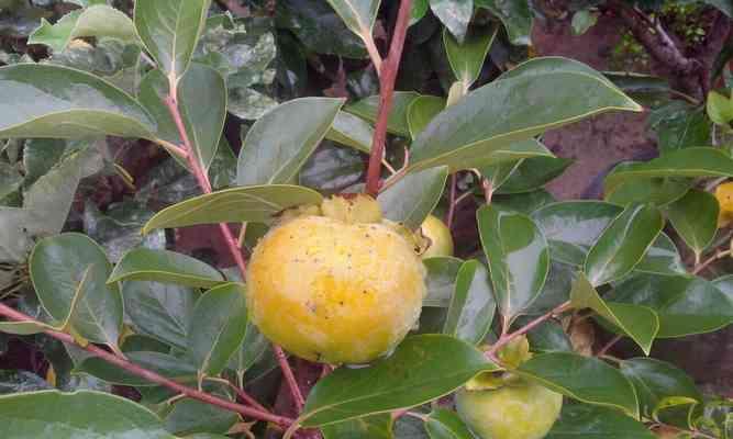 柿子树打什么药好？如何防治常见病虫害？