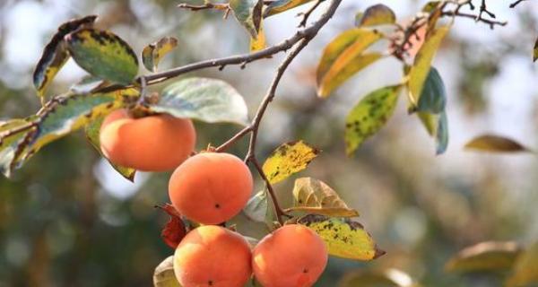 柿子树打什么药好？如何防治常见病虫害？