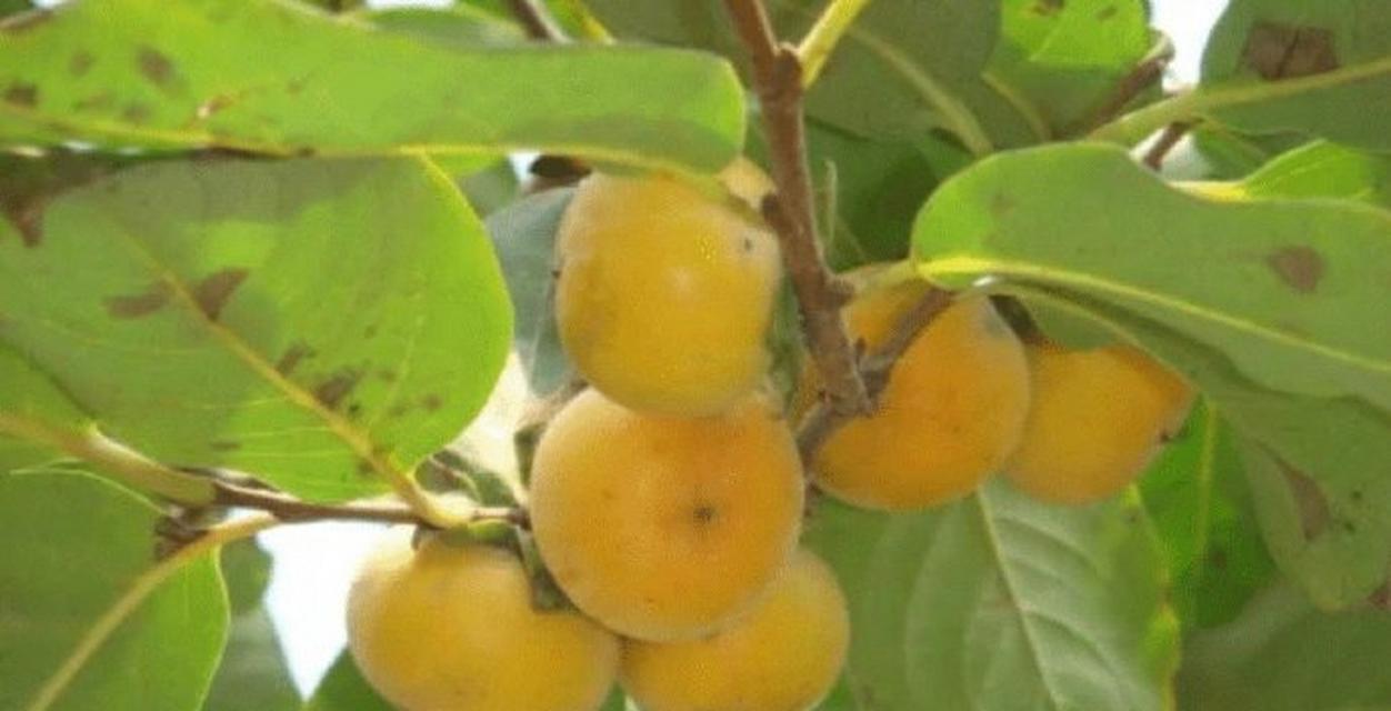 柿子树打什么药好？如何防治常见病虫害？