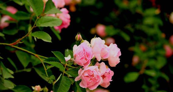 蔷薇花的花语与寓意（探秘蔷薇花的花语）