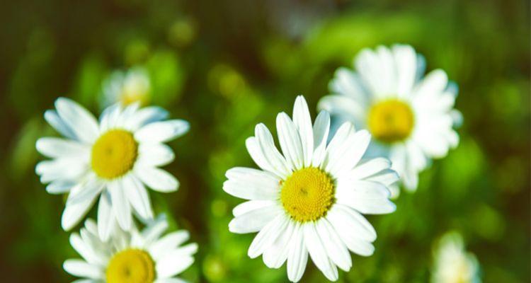 小邹菊的花语之美(探索小邹菊的花语及其寓意) 小邹菊的花语之美(探索小邹菊的花语及其寓意)