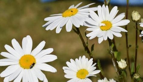 小邹菊的花语之美(探索小邹菊的花语及其寓意) 小邹菊的花语之美(探索小邹菊的花语及其寓意)
