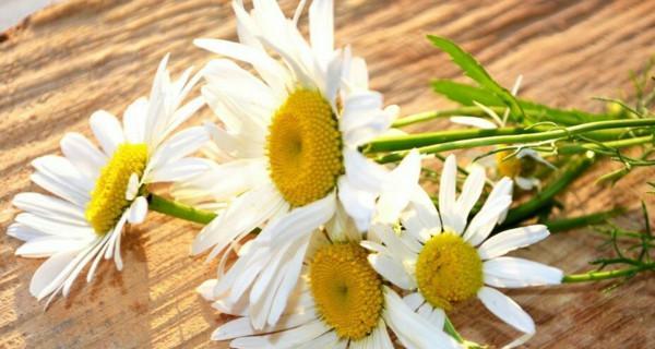 小邹菊的花语之美(探索小邹菊的花语及其寓意) 小邹菊的花语之美(探索小邹菊的花语及其寓意)