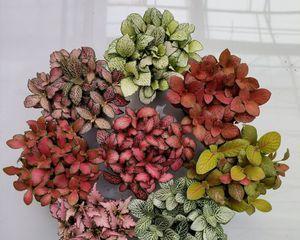 森林火焰网纹草养护指南：如何培养出健康茂盛的植株？