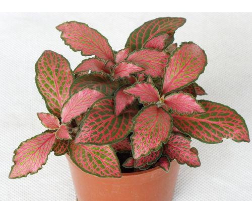 森林火焰网纹草养护指南：如何培养出健康茂盛的植株？