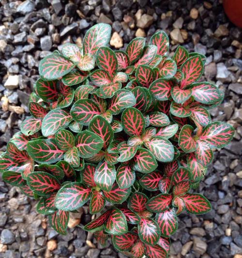 森林火焰网纹草养护指南：如何培养出健康茂盛的植株？