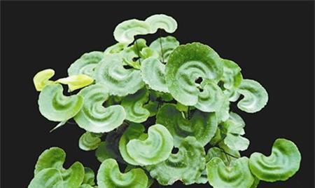 荷叶在生肖中的象征意义（探寻生肖中与荷叶相关的动物）