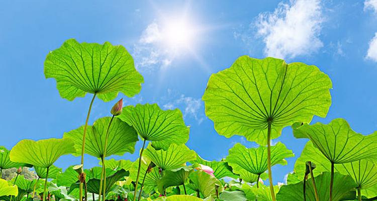 荷叶在生肖中的象征意义（探寻生肖中与荷叶相关的动物）