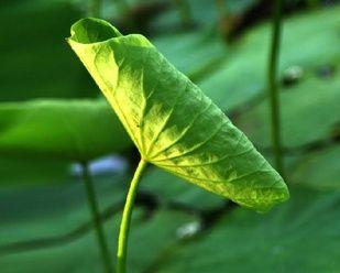 荷叶在生肖中的象征意义（探寻生肖中与荷叶相关的动物）