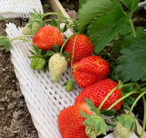 草莓是多年生还是年生植物？如何正确区分和管理？