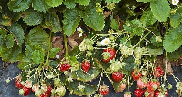 草莓是多年生还是年生植物？如何正确区分和管理？